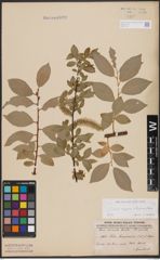 Foto von Salix caprea L. x Salix daphnoides Vill.